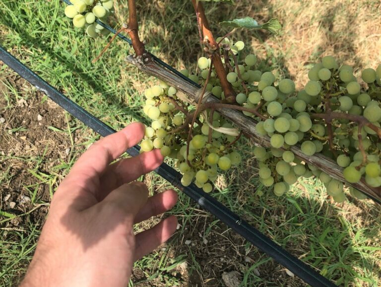 how to make wine - harvesting grapes is important